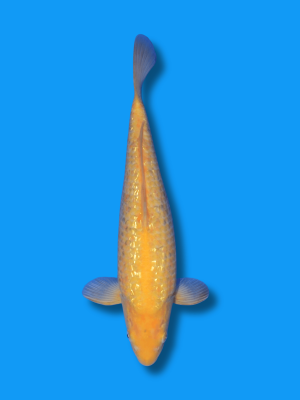 Ginrin Karashigoi | Koi&Co.